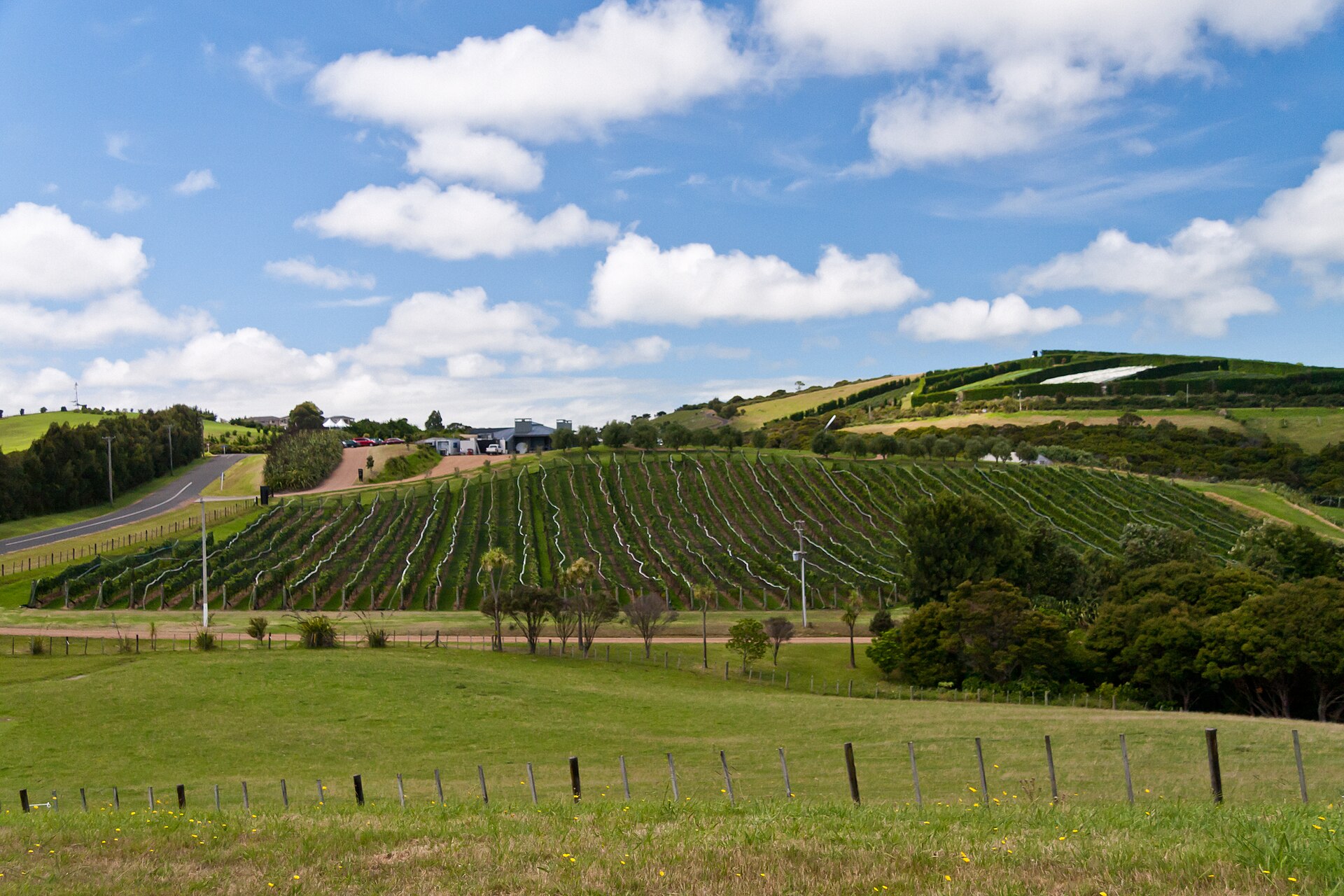 Weinberg auf Waiheke Island